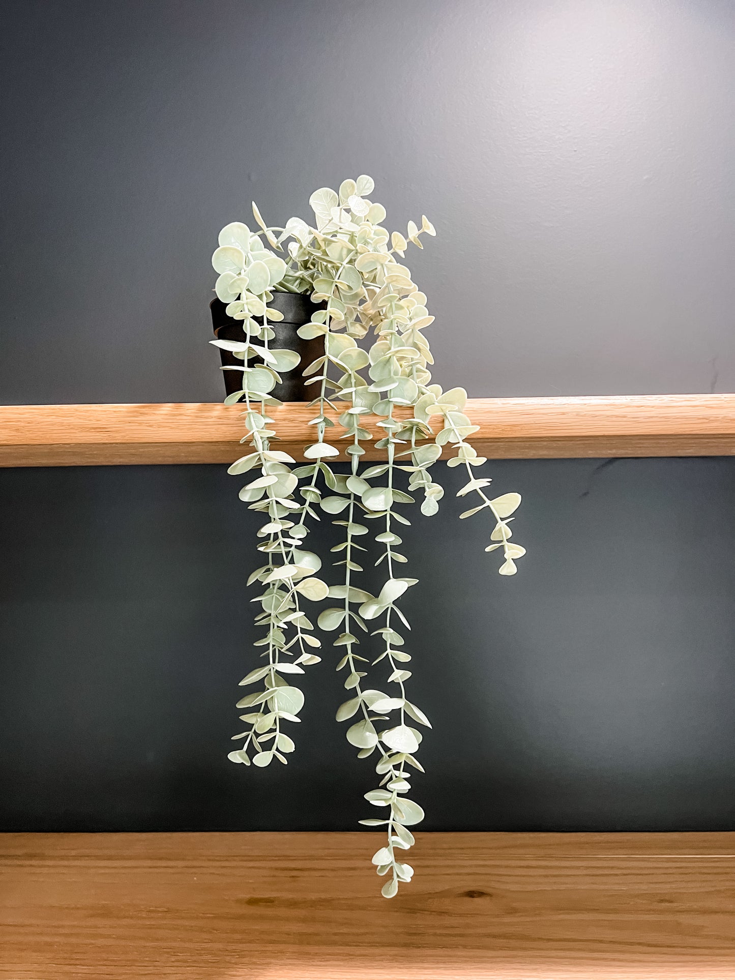Trailing Eucalyptus Pot