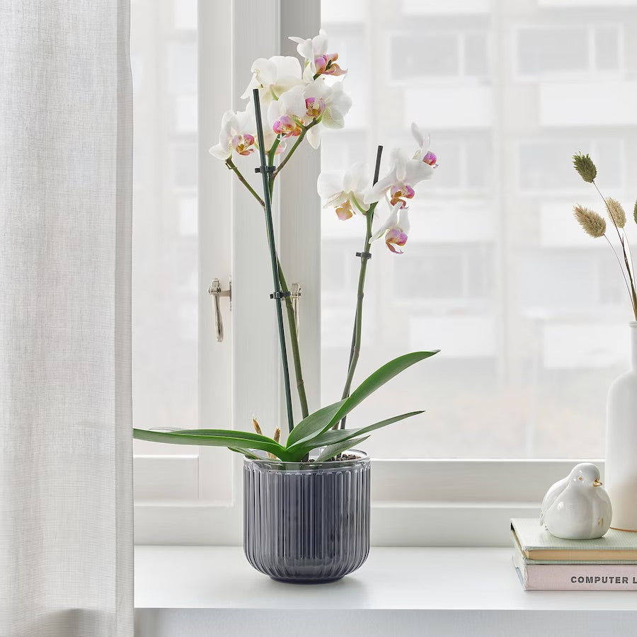 Small Purple Gray Pot