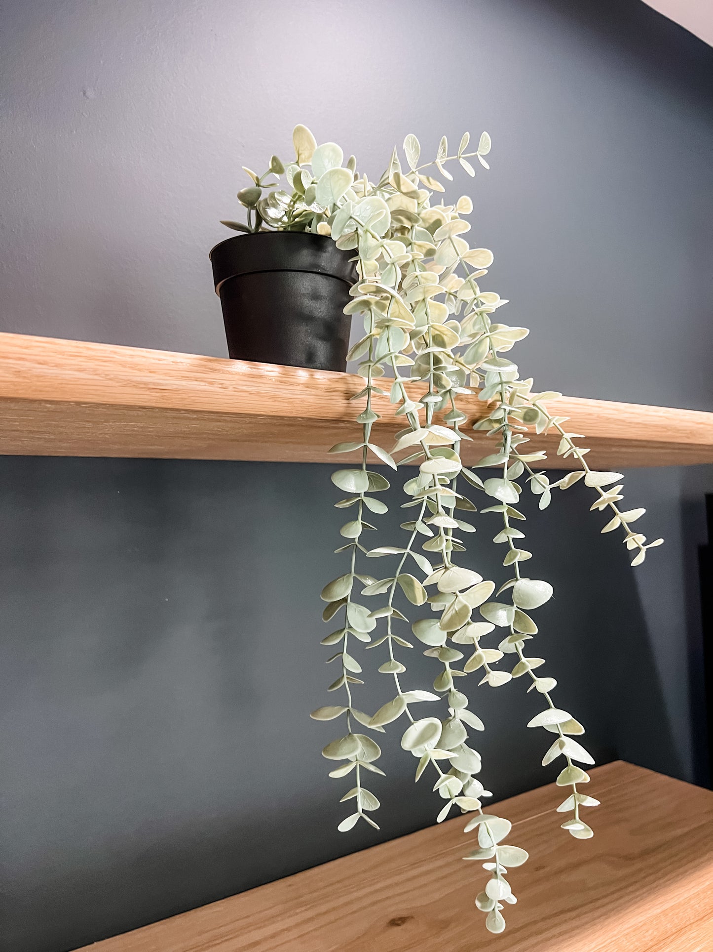 Trailing Eucalyptus Pot